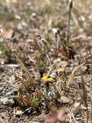 Lessingia tenuis