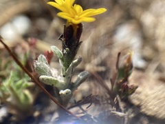 Lessingia tenuis