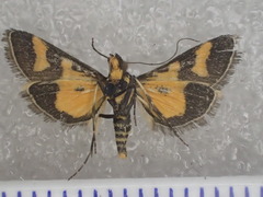 Metallarcha diplochrysa
