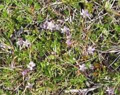 Gentianella magellanica