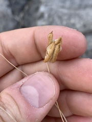 Astragalus ackermanii