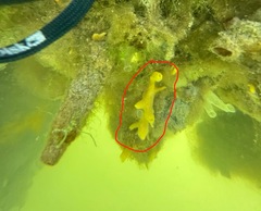 Halichondria bowerbanki