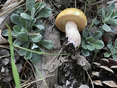Suillus kaibabensis