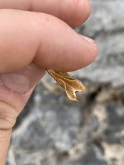 Astragalus ackermanii