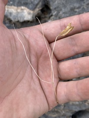 Astragalus ackermanii