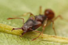 Orectognathus mjobergi