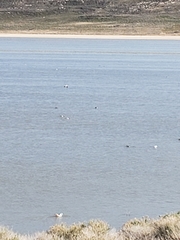 Recurvirostra americana