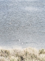 Recurvirostra americana