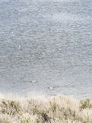 Recurvirostra americana