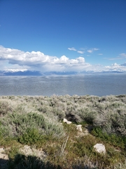 Recurvirostra americana