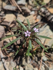 Collomia tracyi