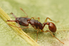 Orectognathus mjobergi