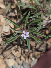 Collomia tracyi