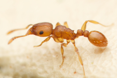 Tetramorium simillimum