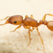 Simillimum-group Fierce Ants - Photo (c) Nigel Main, some rights reserved (CC BY), uploaded by Nigel Main