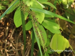 Scleria terrestris
