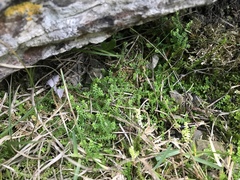 Selaginella helvetica