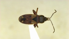 Eremocoris borealis
