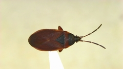 Gastrodes pacificus