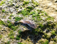 Sphoeroides annulatus