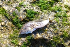 Sphoeroides annulatus