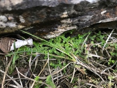 Selaginella helvetica