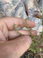 Pectocarya recurvata