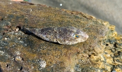 Sphoeroides annulatus