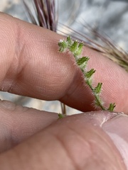 Pectocarya recurvata