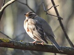Turdus iliacus