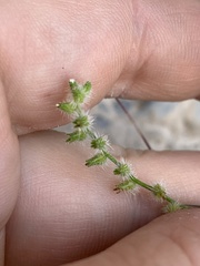 Pectocarya recurvata