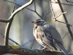 Turdus iliacus