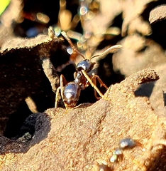 Lasius fuliginosus