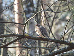 Turdus iliacus