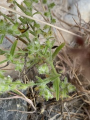 Pectocarya recurvata