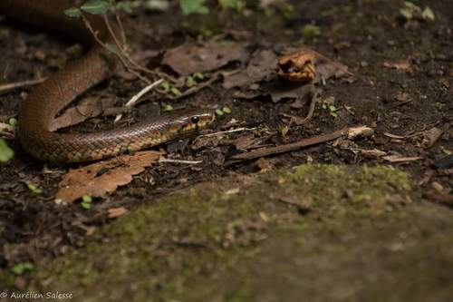 Japanese Forest Ratsnake