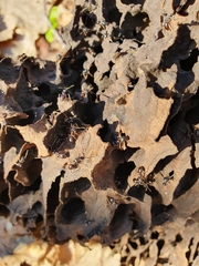 Lasius fuliginosus
