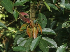 Elaeocarpus japonicus