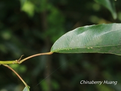 Elaeocarpus japonicus
