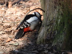 Dendrocopos major