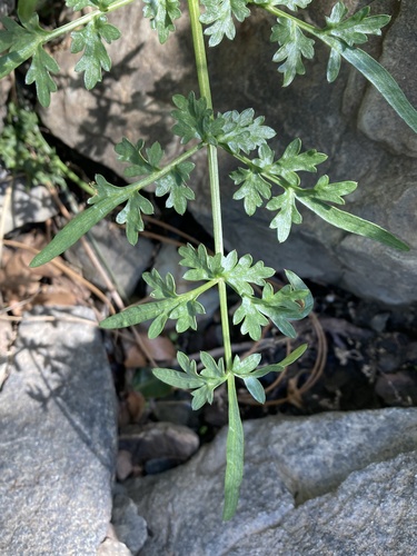 California Yampah foliage