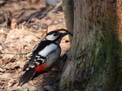 Dendrocopos major