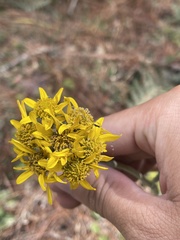 Packera bellidifolia