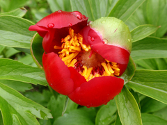 Paeonia peregrina