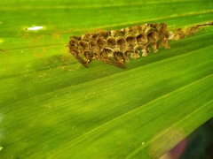 Liostenogaster varipicta