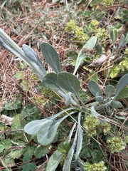 Packera bellidifolia