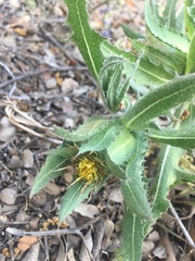 Centaurea benedicta