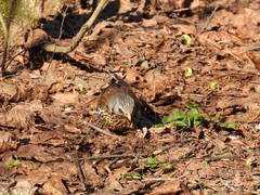 Turdus pilaris