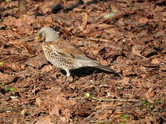 Turdus pilaris
