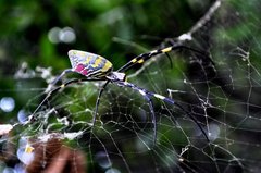 Trichonephila clavata